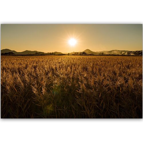 Obraz na płótnie – Canvas, pole kukurydzy 60x40 na Arena.pl