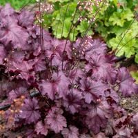 product-compare-59322853