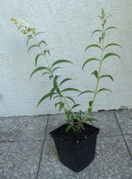 BUDLEJA BIAŁA White Profusion sadz. w doniczkach ! zdjęcie 2