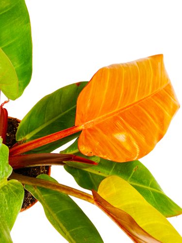 FILODENDRON Orange 45cm na Arena.pl