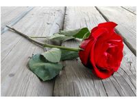 120CM 80CM OBRAZ ŚCIENNY RÓŻA DESKACH