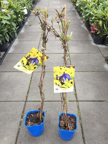 Powojnik Clematis Stolwijk Gold ® C2 E na Arena.pl