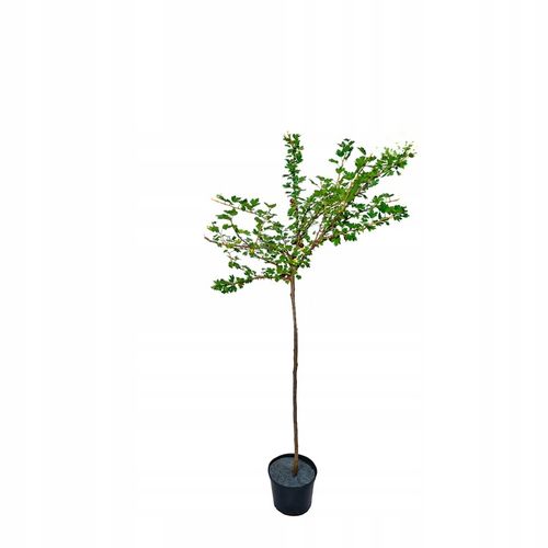 Agrest zielony na pniu GIGANT - TROSZKE JAK BYCZE JAJKA a zapach na Arena.pl