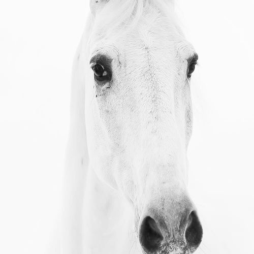Deco Panel, Siwy koń 80x120 na Arena.pl