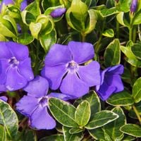 Barwinek pospolity 'Ralph Shugert' Biało Zielone liście (Vinca minor) 0.5L