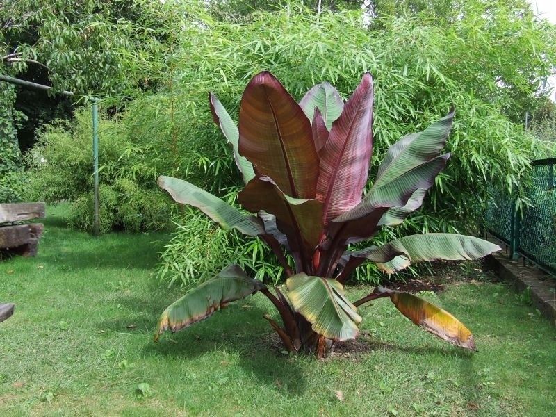Bananowiec ensete Abisyński Maurelli banan P12 zdjęcie 3