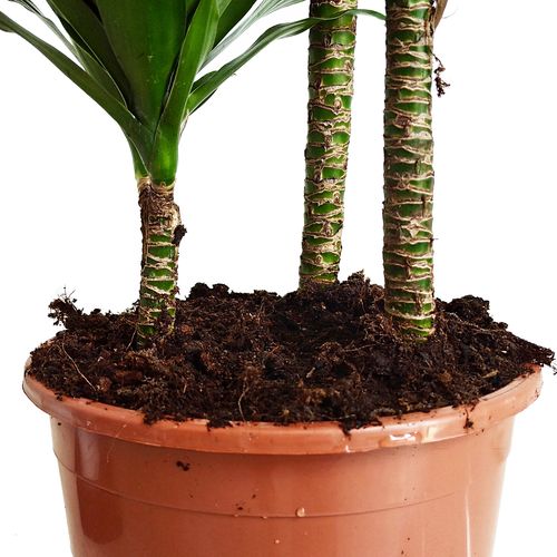 Dracena COMPACTA 95 cm na Arena.pl