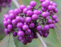 PIĘKNOTKA PROFUSION - sadzonki w doniczkach