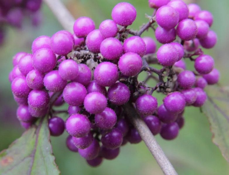 PIĘKNOTKA PROFUSION - sadzonki w doniczkach zdjęcie 1