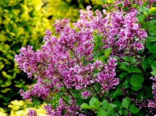 Lilak Meyera PALIBIN (Syringa) w doniczkach C2, wysokość 50-70 cm na Arena.pl