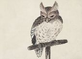 Plakat 35x25cm Owl 2, Hokusai Japoński Vintage do Salonu