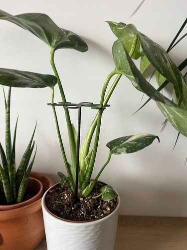 Podpórki do kwiatów podpórka chwytak z prętem 33cm OCTOPUS M 15cm 3 szt. na Arena.pl