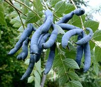 PAŁECZNIK CHIŃSKI Decaisnea fargesii - NASIONA 150 sztuk - 10g.