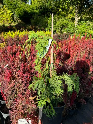 Cyprysik nutkajski 'Jubilee' (Chamaecyparis nootkatensis) Doniczka 3.0L na Arena.pl