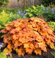 ŻURAWKA MEGA CARAMEL BURSZTYNOWA POTĘGA