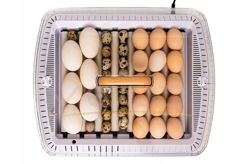 INKUBATOR AUTOMATYCZNY VELO na 35 JAJ do KURZYCH INDYCZYCH GĘSICH KACZYCH na Arena.pl