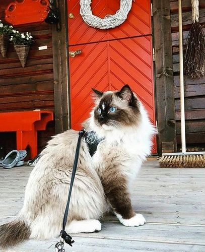 SZELKI dużego kota 38-48cm do 6kg Brytyjski TRE PONTI czarne Z ODBLASKAMI na Arena.pl