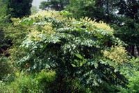 ARALIA CHIŃSKA Aralia chinensis NASIONA 10000 sztuk - 10g.