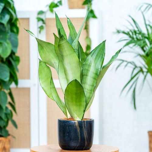 Sansevieria'Moonshine' KSIĘŻYCOWA PIĘKNOŚĆ Sansewieria Wytrzymały na Arena.pl