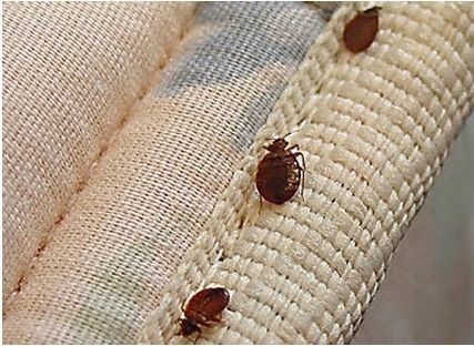 Bomba dymna przeciwko pluskwom Strong deltacaps 150ml zdjęcie 4