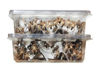 ŚWIERSZCZE BANANOWE ŚREDNIE - PACZKA 160+ SZTUK