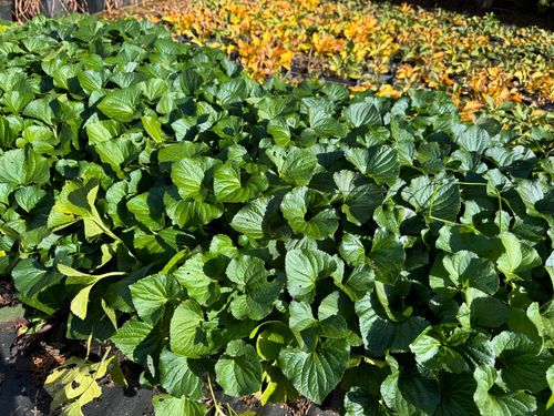 Fiołek motylkowaty 'Dark Freckles' (Viola sororia) Doniczka 1.0L na Arena.pl