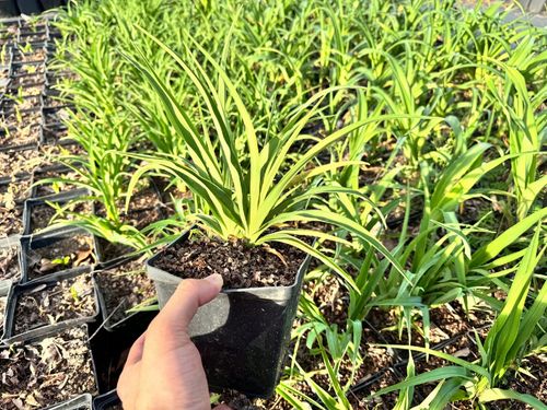 Liliowiec Czerwony 'Red Rum' W DONICZCE 2L (Hemerocallis) P13 na Arena.pl