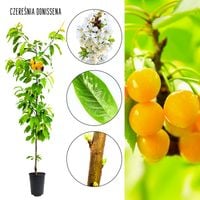 Czereśnia Donissena wysoka jakość deserowych owoców 100-150 cm