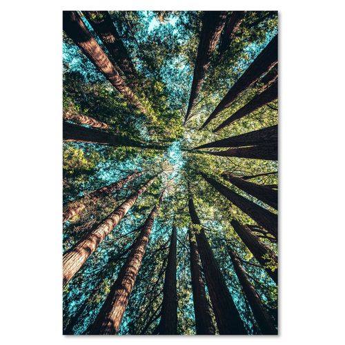 Deco Panel, Konary wysokich drzew 60x90 na Arena.pl