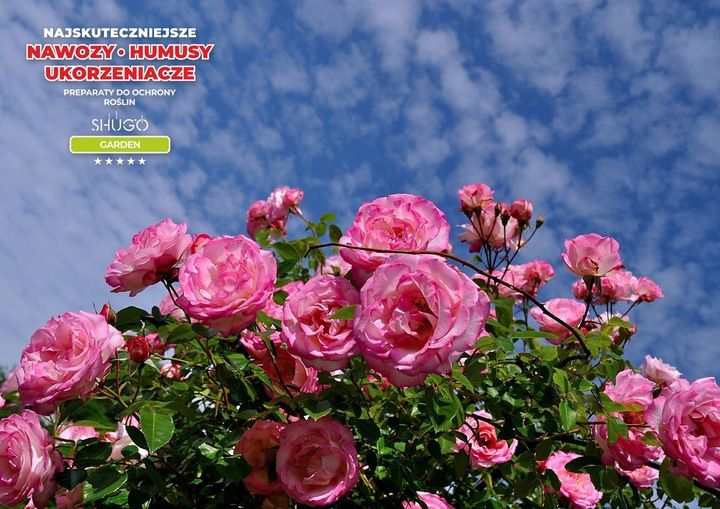 Nawóz do Róż 5 kg SHUGO zdjęcie 3