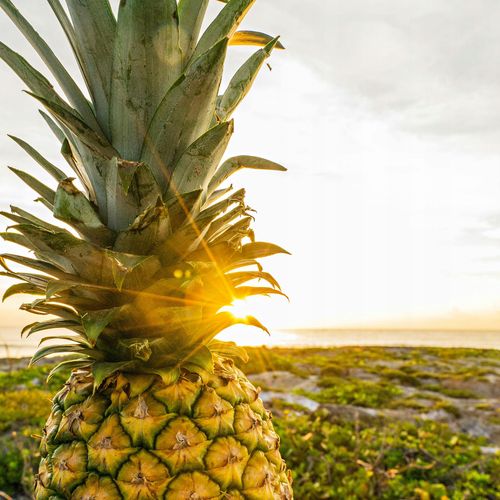 BALSAM Fiesta Sun Pink Pineapple Passion 236 ml na Arena.pl