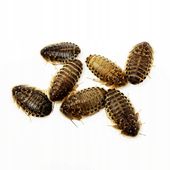 Karaczany argentyńskie dubia 3-4 cm 100 szt duże heatpack gratis!