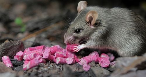 ULTRAMOCNA TRUTKA GRANULAT NA MYSZY I SZCZURY BROMADIOLON STRONG 1KG na Arena.pl