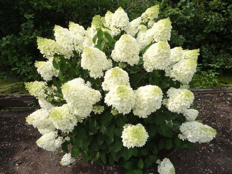 Hortensja SILVER DOLLAR dekoracyjna OBFICIE KWITNĄ zdjęcie 1