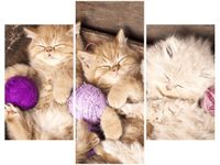 product-compare-58712445