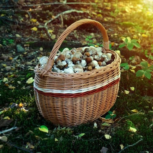 KOSZ WIKLINOWY KOSZYK NA GRZYBY ZAKUPY PIKNIK OWOCE Z WIKLINY DUŻY EKO na Arena.pl