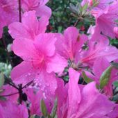 Azalia japońska ORLICE Rhododendron Różowa Sadzonki C3