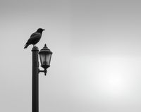 product-compare-59371673