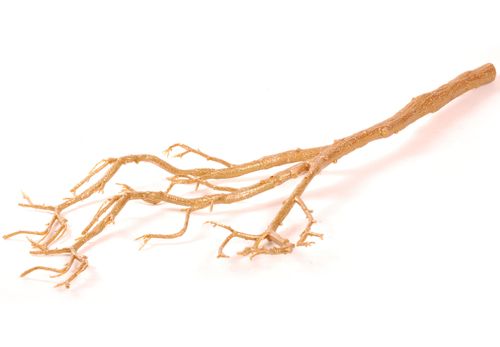 Gałąź złota na Arena.pl