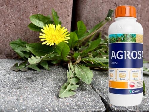 AGROSAR 360SL ŚRODEK CHWASTOBÓJCZY NA CHWASTY perz wiechliny mlecz 1l Ciech na Arena.pl