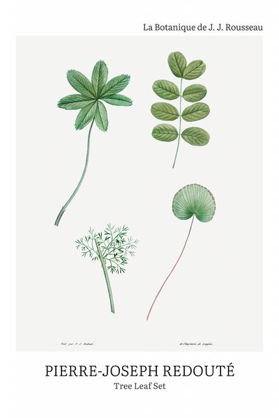 Plakat 20x30cm Design Tree Leaf Set, Redoute Vintage do Salonu zdjęcie 2