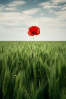 Plakat 61x91,5cm Samotny Mak na Polu
