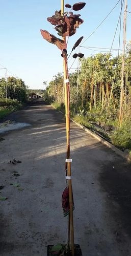 PERUKOWIEC czerwony na pniu oryginał - sadzonki 80 / 100 cm na Arena.pl