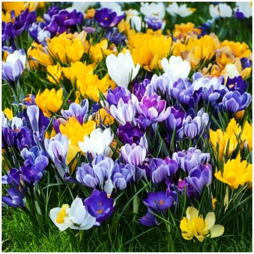 KROKUS cebulki MIX KOLORÓW łatwa uprawa do gruntu i donic 100 szt. + na Arena.pl