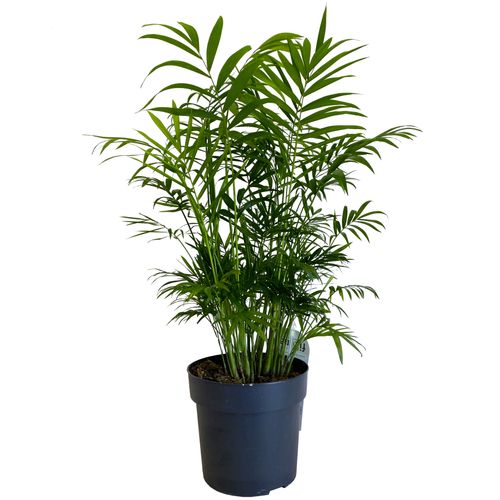 CHAMEDORA (Chamedorea) 55 cm na Arena.pl
