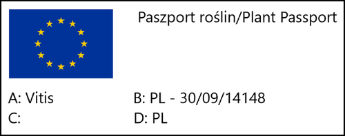 Winorośl 'Zilga' (Vitis) w doniczkach P11, wysokość 70-100 cm na Arena.pl