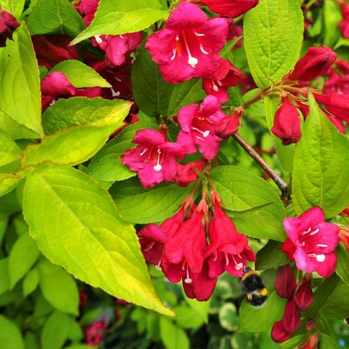 Krzewuszka cudowna BRIANT RUBIDOR Olympiade Na pniu PA80+ Aurea Żółta 110cm na Arena.pl