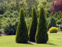 Thuja SMARAGD Żywotnik Tuja Szmaragd Żywopłot