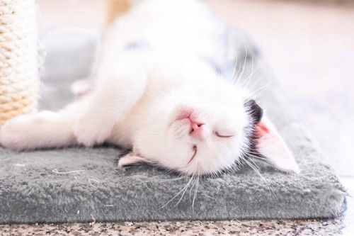 Drapak dla kota legowisko domek budka 53cm (F062) na Arena.pl