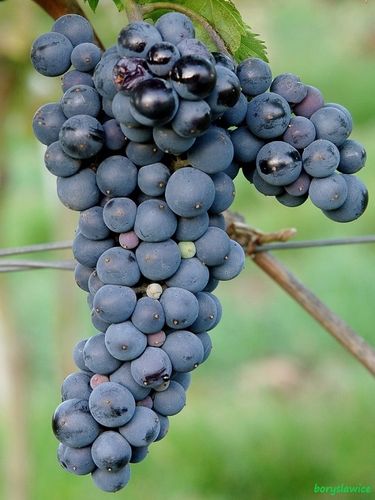 Winorośl 'Marechal Foch' (Vitis) w doniczkach P11, wysokość 50-70 cm na Arena.pl